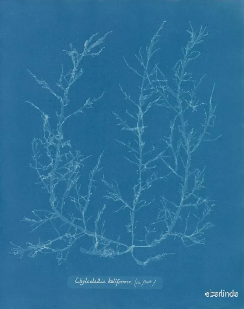 Målning av Chylocladia kaliformis i frukterna - Anna Atkins | Konsttryck - Bild 2