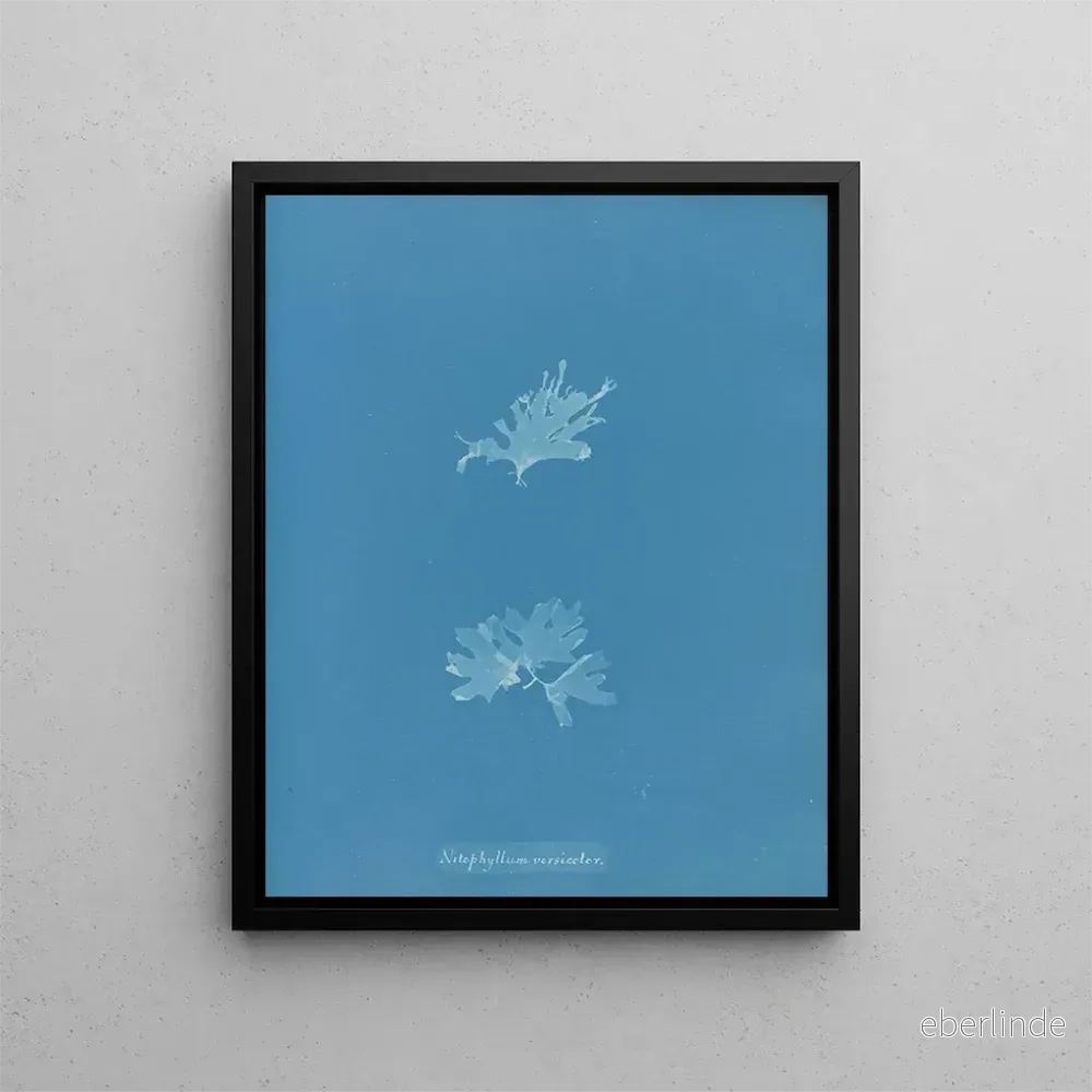 Målning Nitophyllum versicolor - Anna Atkins | Konsttryck