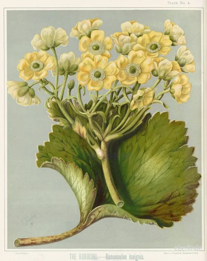 Målning Le Korikori Ranunculus insignis, Planche 4 - Sarah Featon | Konsttryck - Bild 2