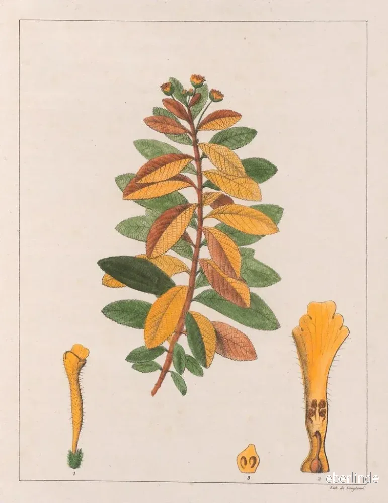 Målning Lantana pseudothea - Auguste de Saint-Hilaire | Konsttryck - Bild 2