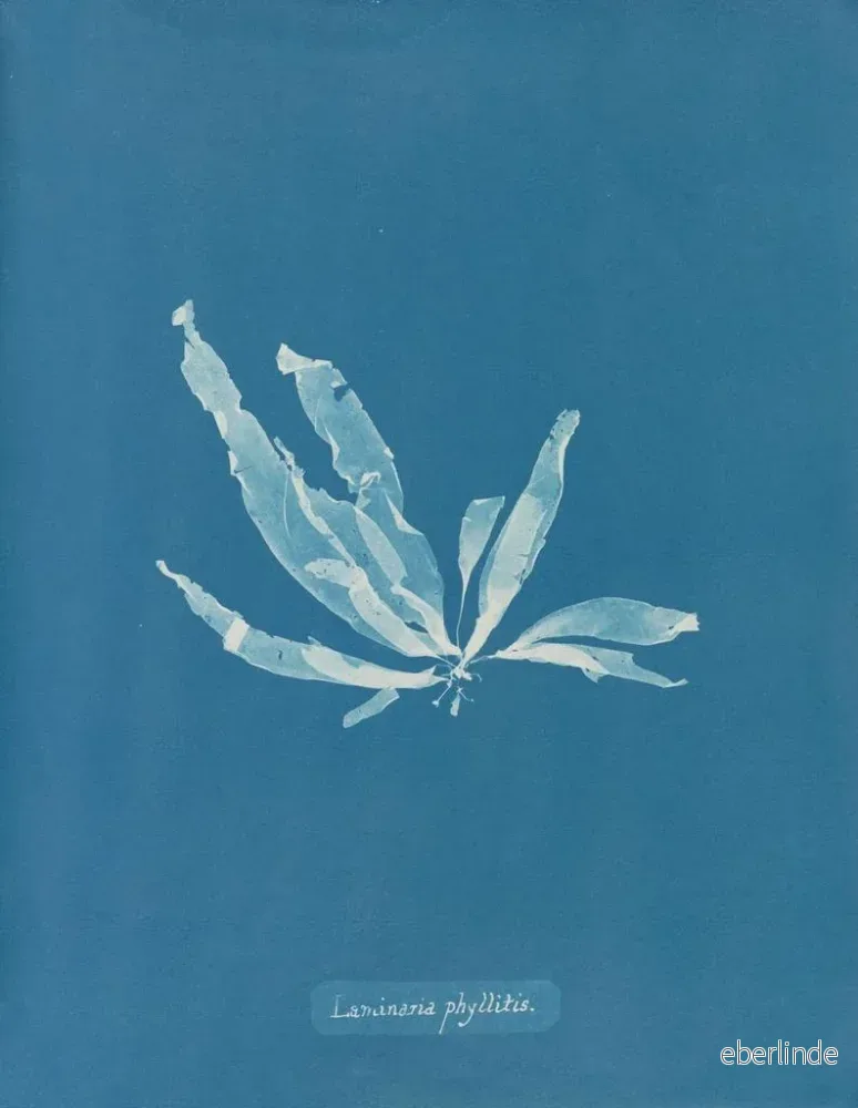 Målning Laminaria phyllitis - Anna Atkins - Bild 2