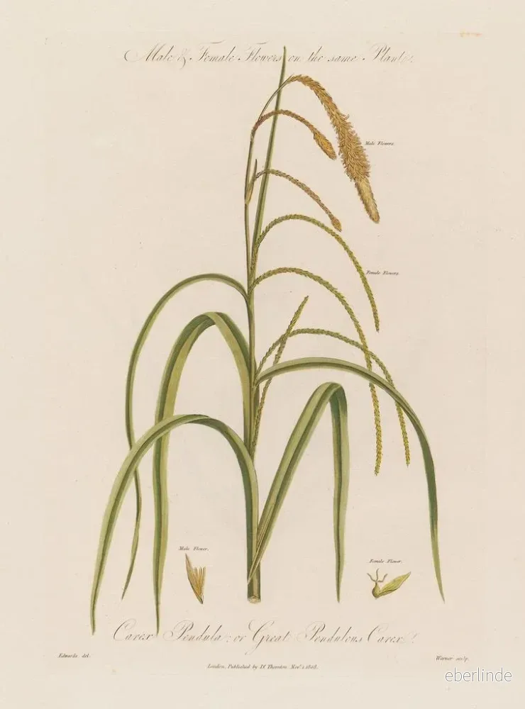 Målning av manliga och kvinnliga blommor på samma växt Carex pendula eller carex pendule - Robert John Thornton | Konsttryck - Bild 2
