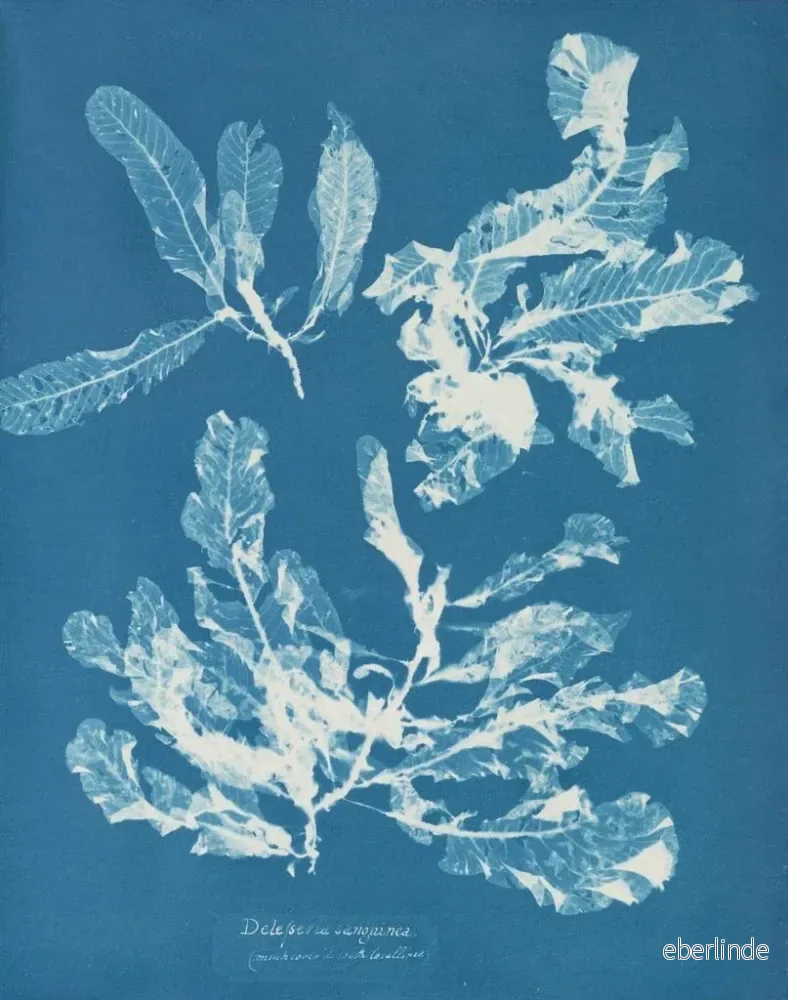 Målning Delesseria sanguinea - Anna Atkins - Bild 2