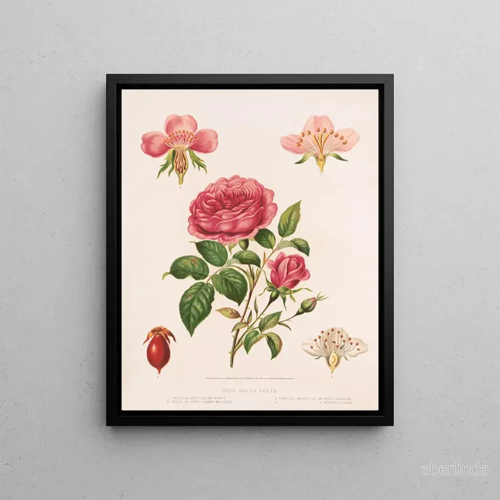 Målning Rose et ses parties – Louis Prang Co | Konsttryck Målning Rose et ses parties – Louis Prang Co | Konsttryck