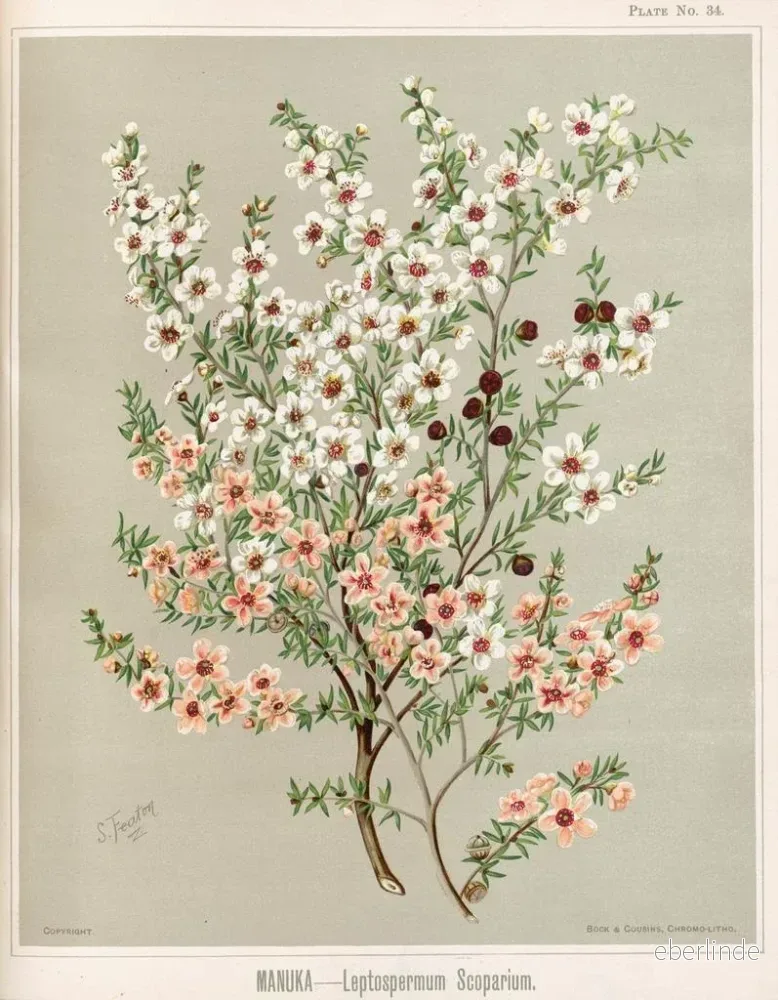 Målning Manuka Leptospermum scoparium - Sarah Featon | Konsttryck - Bild 3