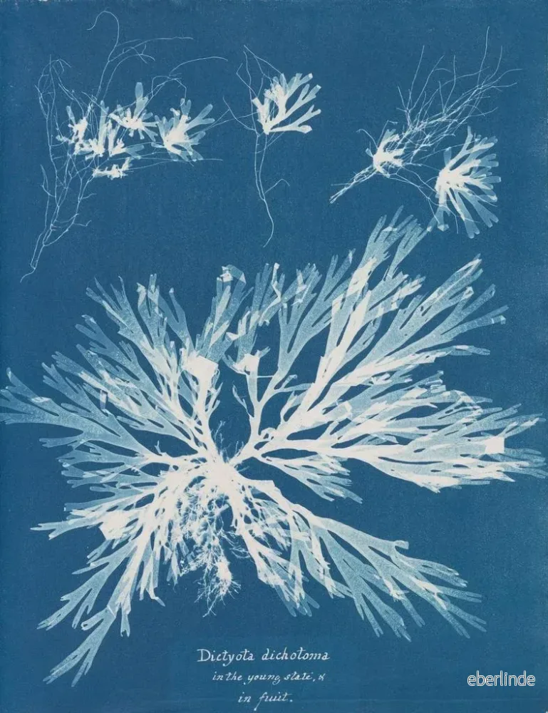 Målning Dictyota dichotoma i ung och fruktbar tillstånd - Anna Atkins - Bild 2