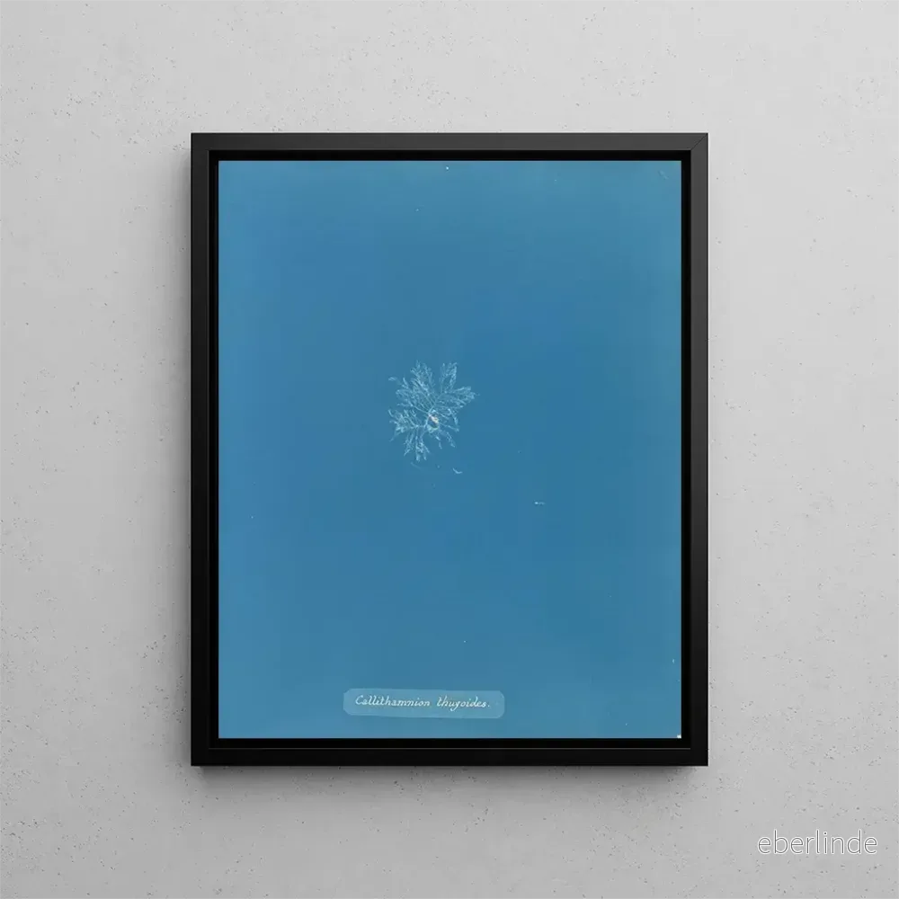 Målning Callithamnion thuyoides - Anna Atkins