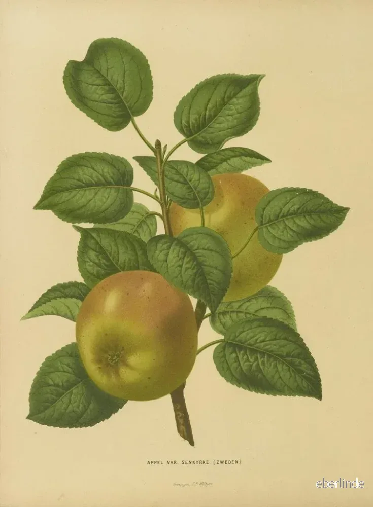 Målning Flore holländska och Pomone PL27 - Abraham Jacobus Wendel | Konsttryck - Bild 2