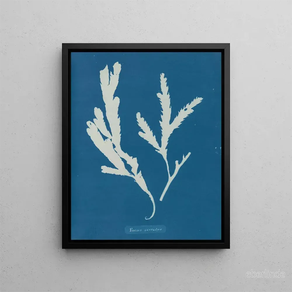 Målning Lame de scie – Anna Atkins | Konsttryck Målning Lame de scie – Anna Atkins | Konsttryck