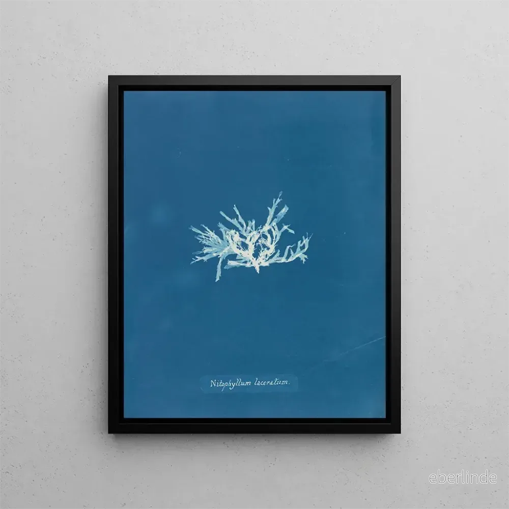 Målning Nitophyllum laceratum - Anna Atkins