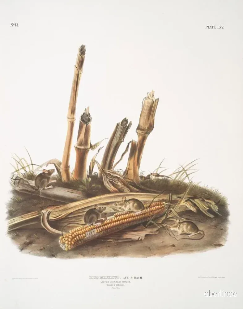 Målning Mus minimus, liten sädesärla, hanar och honor, naturlig storlek - John Woodhouse Audubon | Konsttryck - Bild 2