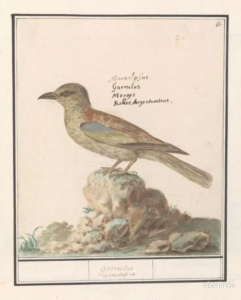 Målning av Flemish Gáa Garrulus glandarius - Anselmus Botius de Boodt - Bild 2
