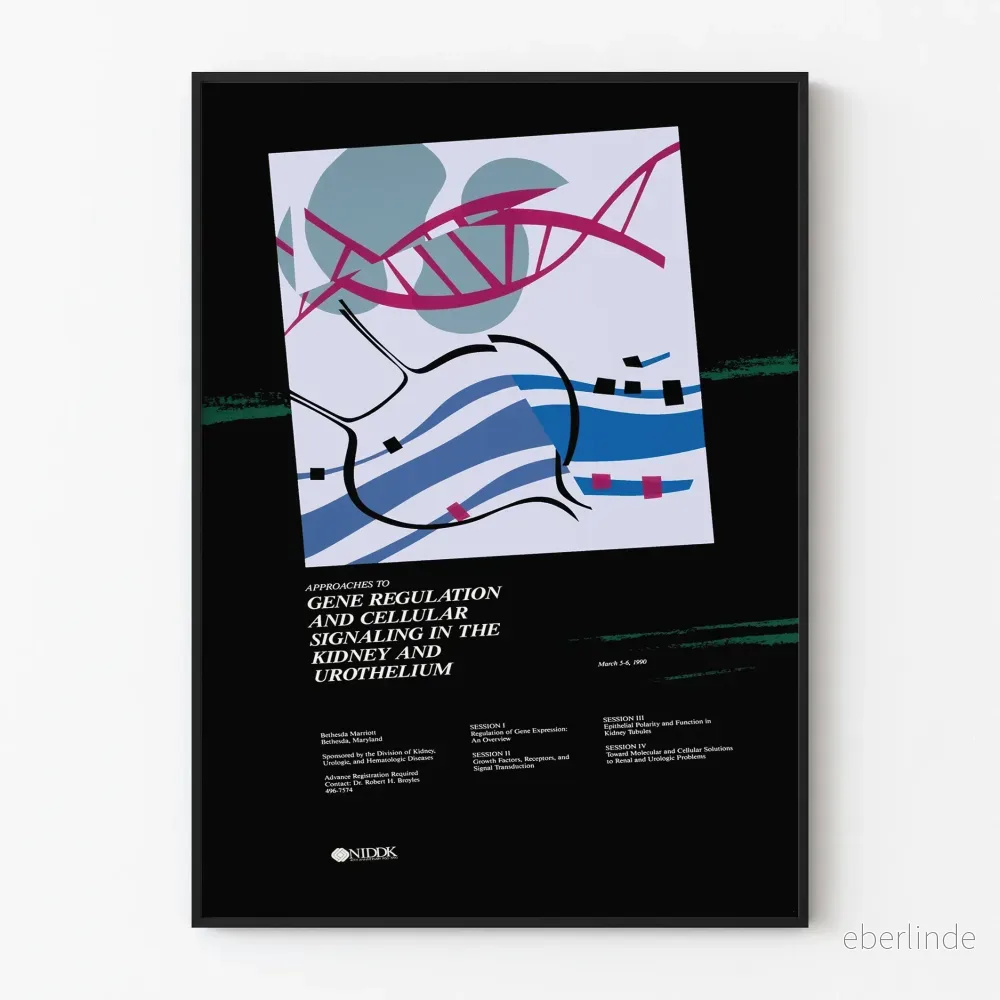Vetenskaplig poster om genetisk reglering och cellkommunikation i njurarna Vetenskaplig poster om genetisk reglering och cellkommunikation i njurarna