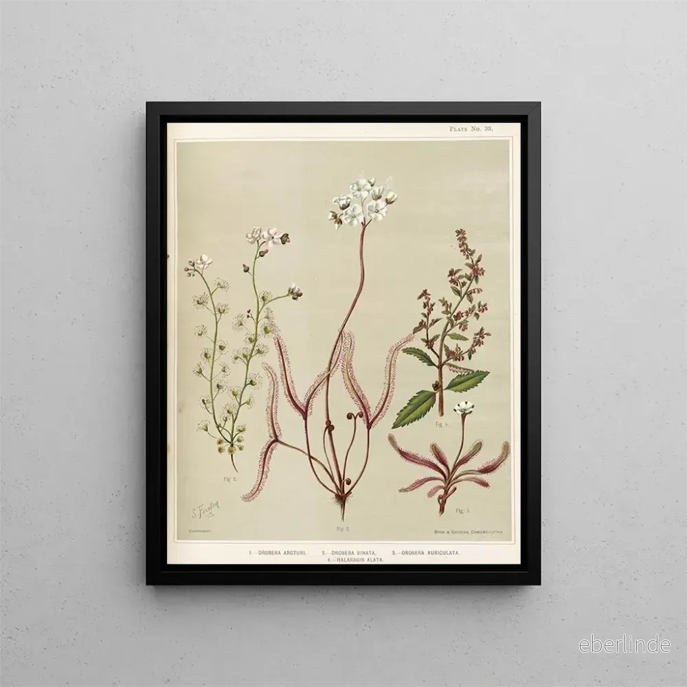 Målning 1 Drosera arcturi 2 Drosera binata 3 Drosera auriculata 4 Halaragis altata – Sarah Featon | Konsttryck Målning 1 Drosera arcturi 2 Drosera binata 3 Drosera auriculata 4 Halaragis altata – Sarah Featon | Konsttryck