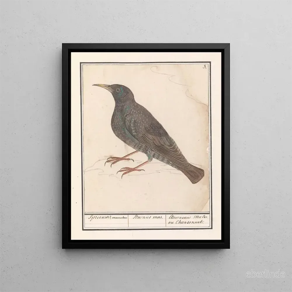 Målning av Stare Sturnus vulgaris – Anselmus Botius de Boodt