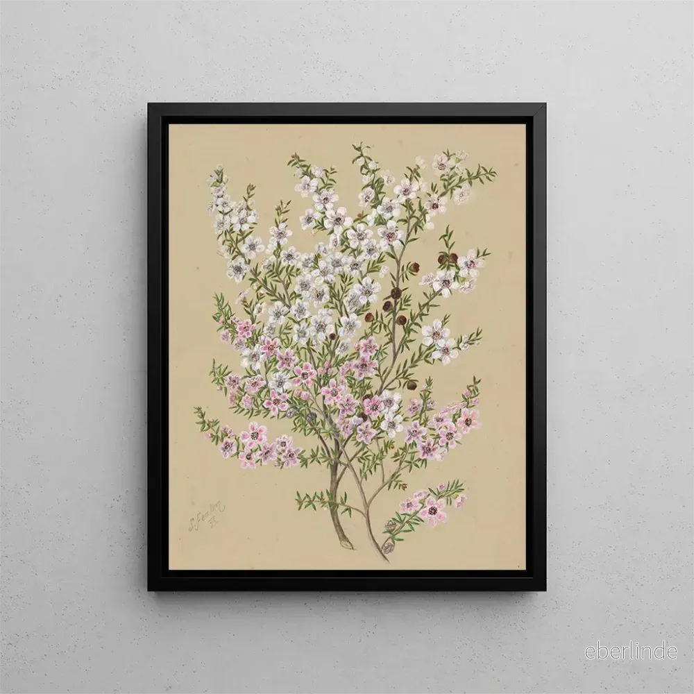 Målning Manuka Leptospermum scoparium – Sarah Featon | Konsttryck