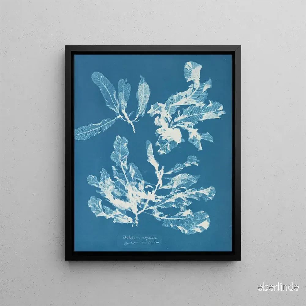 Målning Delesseria sanguinea - Anna Atkins