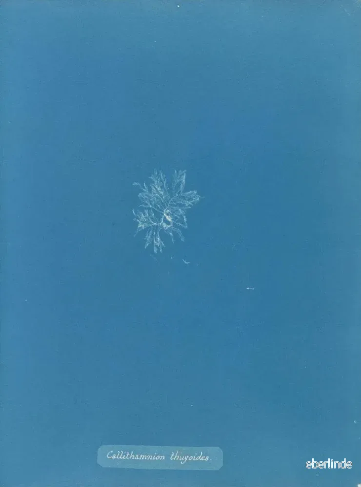 Målning Callithamnion thuyoides - Anna Atkins - Bild 2
